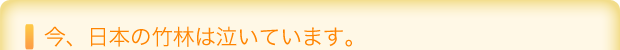 今、日本の竹林は泣いています。