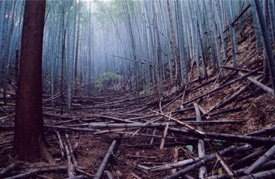 森林伐採